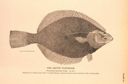Plate 47 Image