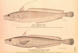 Plate 62 Image