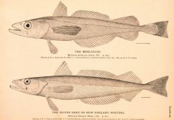 Plate 65 Image
