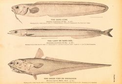 Plate 66 Image