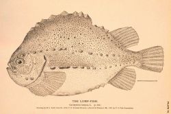 Plate 70 Image