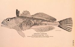 Plate 74B Image