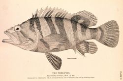 Plate 77 Image