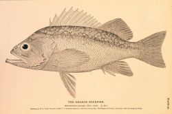 Plate 80 Image