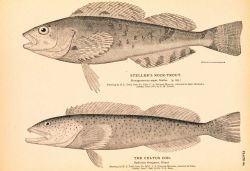 Plate 84 Image