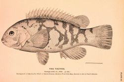 Plate 85 Image