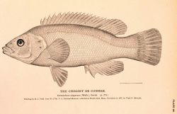 Plate 86 Image