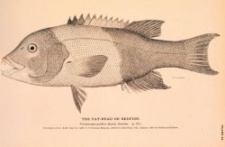 Plate 87 Image