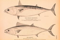 Plate 92 Image