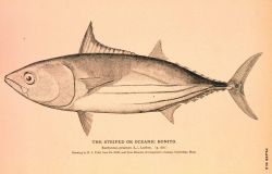 Plate 95B Image