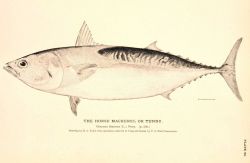 Plate 96 Image