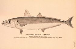 Plate 102 Image