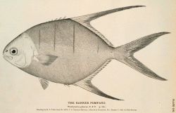 Plate 106 Image
