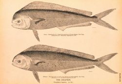 Plate 109 Image