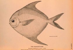 Plate 110 Image