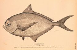 Plate 112 Image