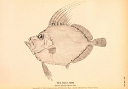 Plate 113 Image