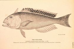 Plate 117 Image