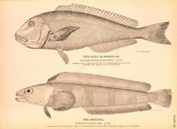 Plate 118 Image