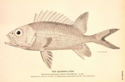Plate 119 Image