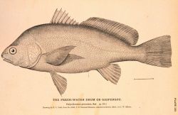 Plate 123 Image