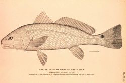 Plate 125 Image