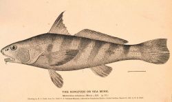 Plate 127A Image