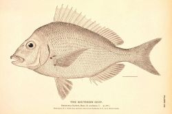 Plate 134 Image