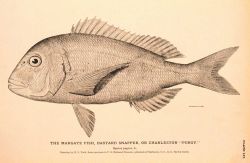 Plate 137 Image