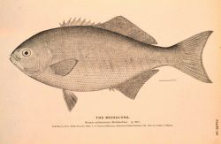 Plate 140 Image