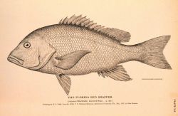Plate 141 Image