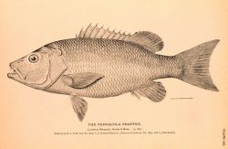 Plate 142 Image