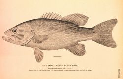 Plate 148 Image