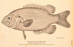 Plate 149 Image