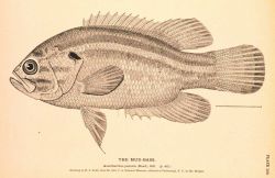 Plate 150 Image