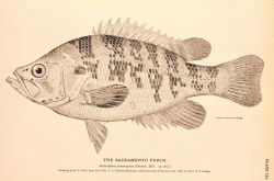 Plate 151 Image