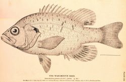 Plate 152 Image