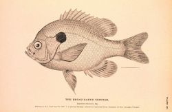 Plate 157 Image