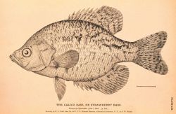 Plate 159 Image