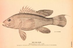 Plate 162 Image