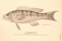 Plate 163 Image