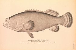 Plate 165 Image