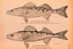 Plate 169 Image