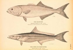 Plate 174 Image