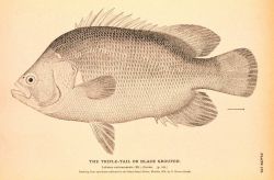 Plate 175 Image