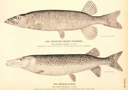 Plate 184 Image