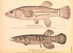 Plate 185 Image