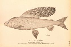 Plate 195 Image