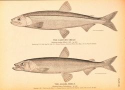 Plate 199 Image