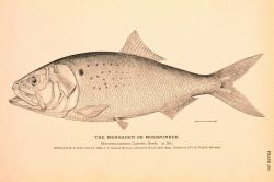 Plate 205 Image